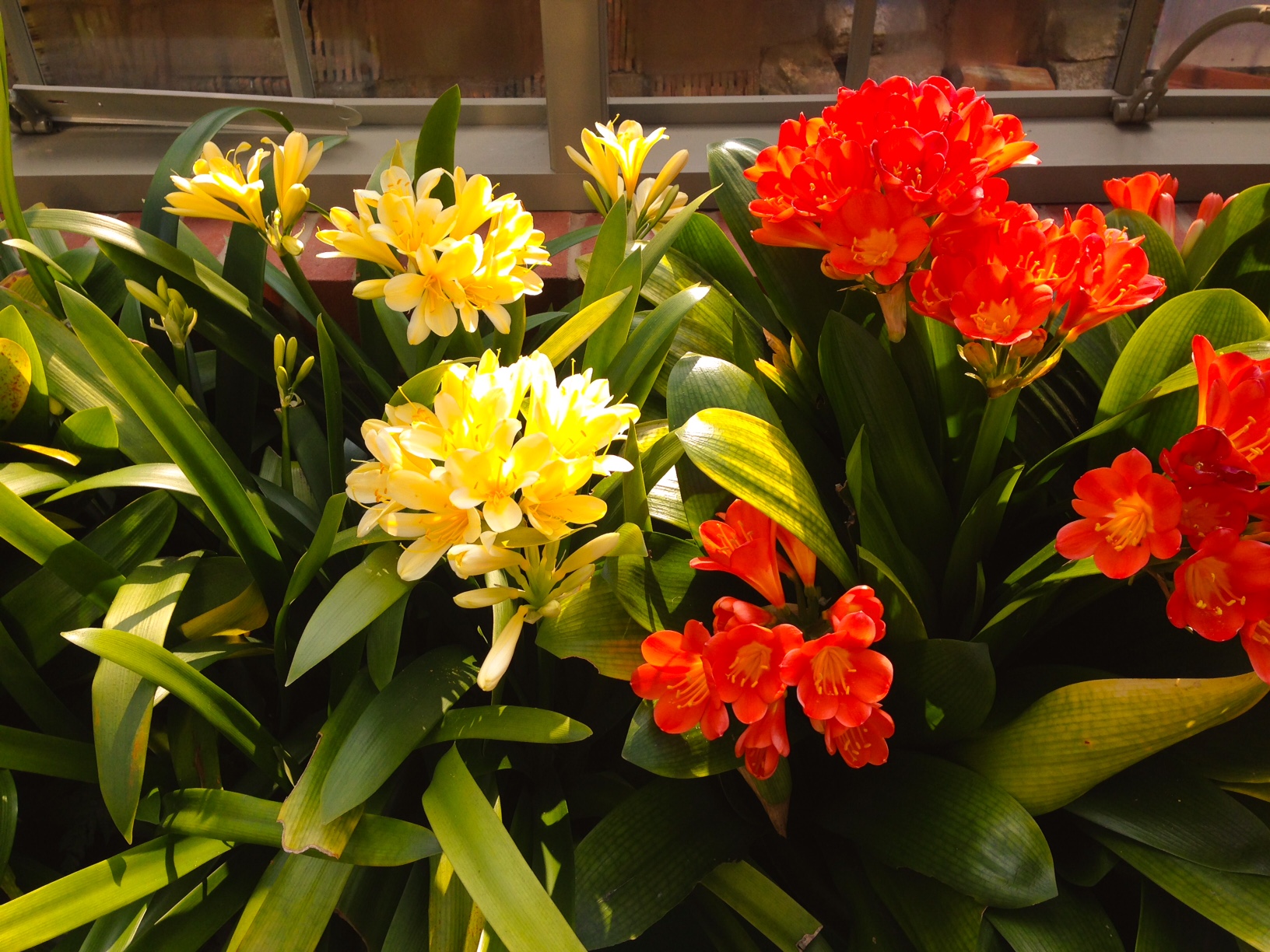 Red and yellow Clivias in Alitex freestanding messenger greenhouse