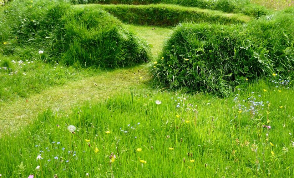 Matthew Haddon, Garden designer, grass image