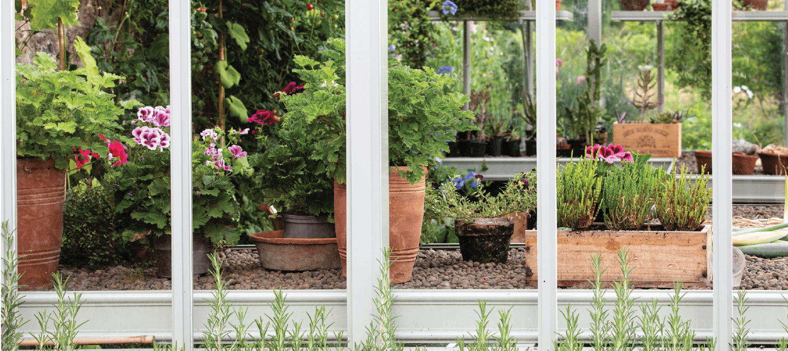 Pots in alitex greenhouse