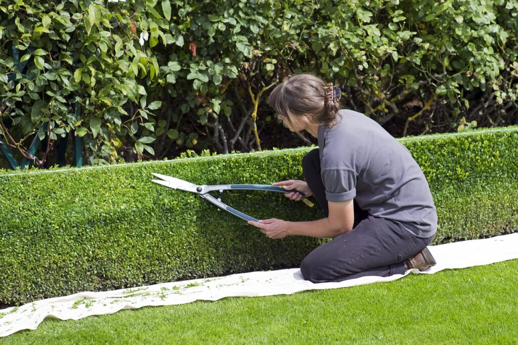 What garden tools do I need? A lady trimming her hedge with shears