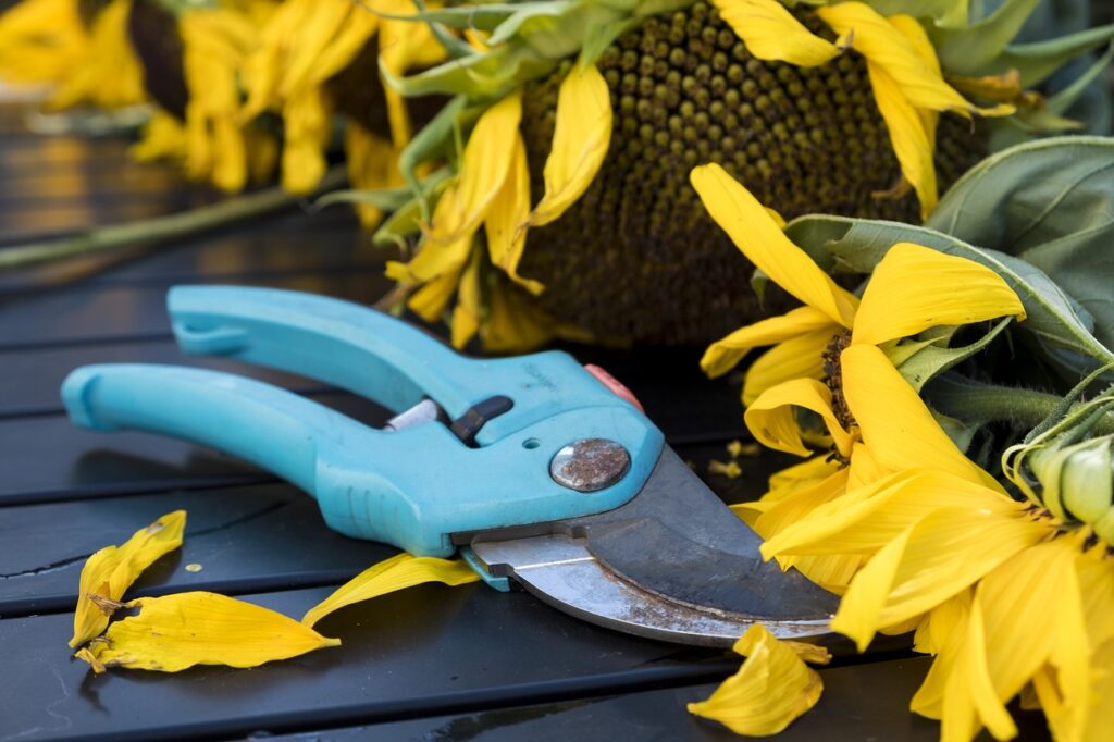 What garden tools do I need? Secateurs layed amongst some sunflower petals