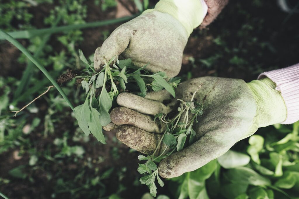 What Garden Tools Do I Need? A woman holding garden weeds