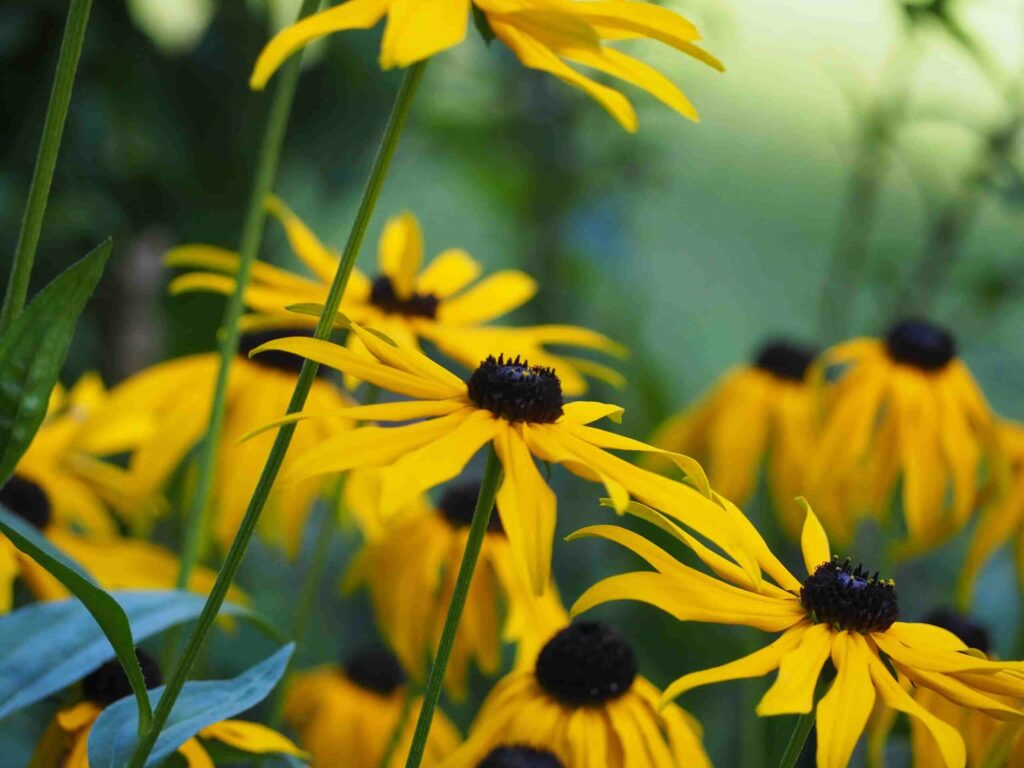 Sustainable gardening: A bunch of Black Eyed Susans