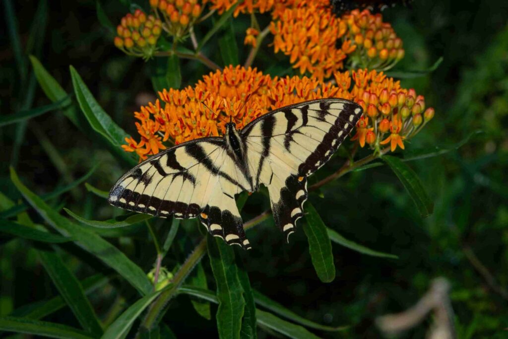 Sustainable Gardening: A butterfly landing on some milkweed