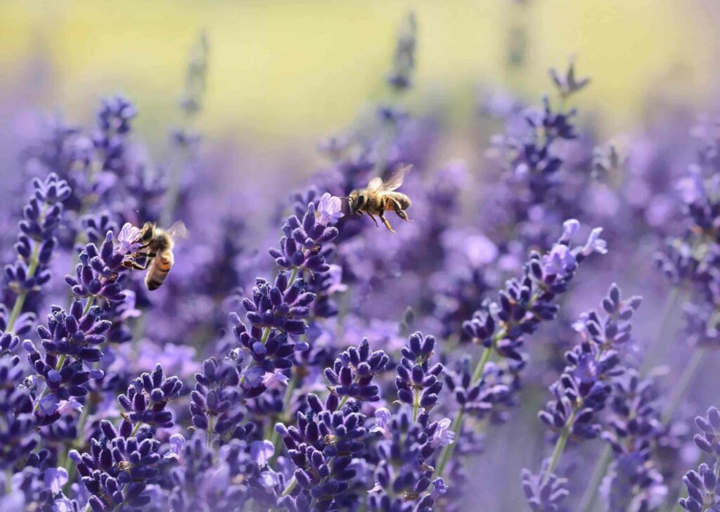 Sustainable Gardening: Bee's Gathering Pollen From Lavender