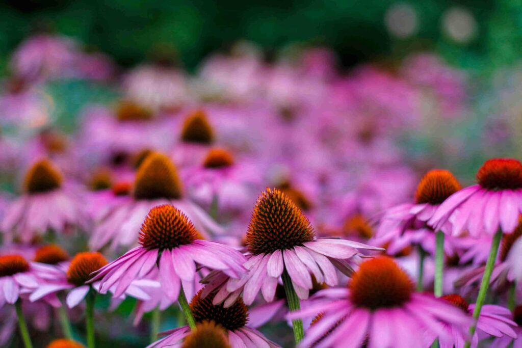 Sustainable Gardening: A bunch of ConeFlowers