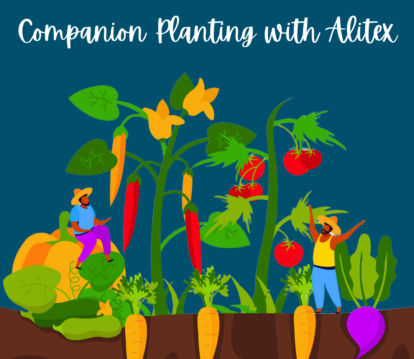 Companion Planting Featured Image: A colourful graphic of oversized vegetables, with two tiny farmers amongst the veg