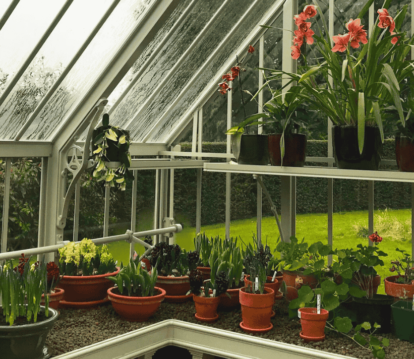 Range of potted plants on a table in a greenhouse